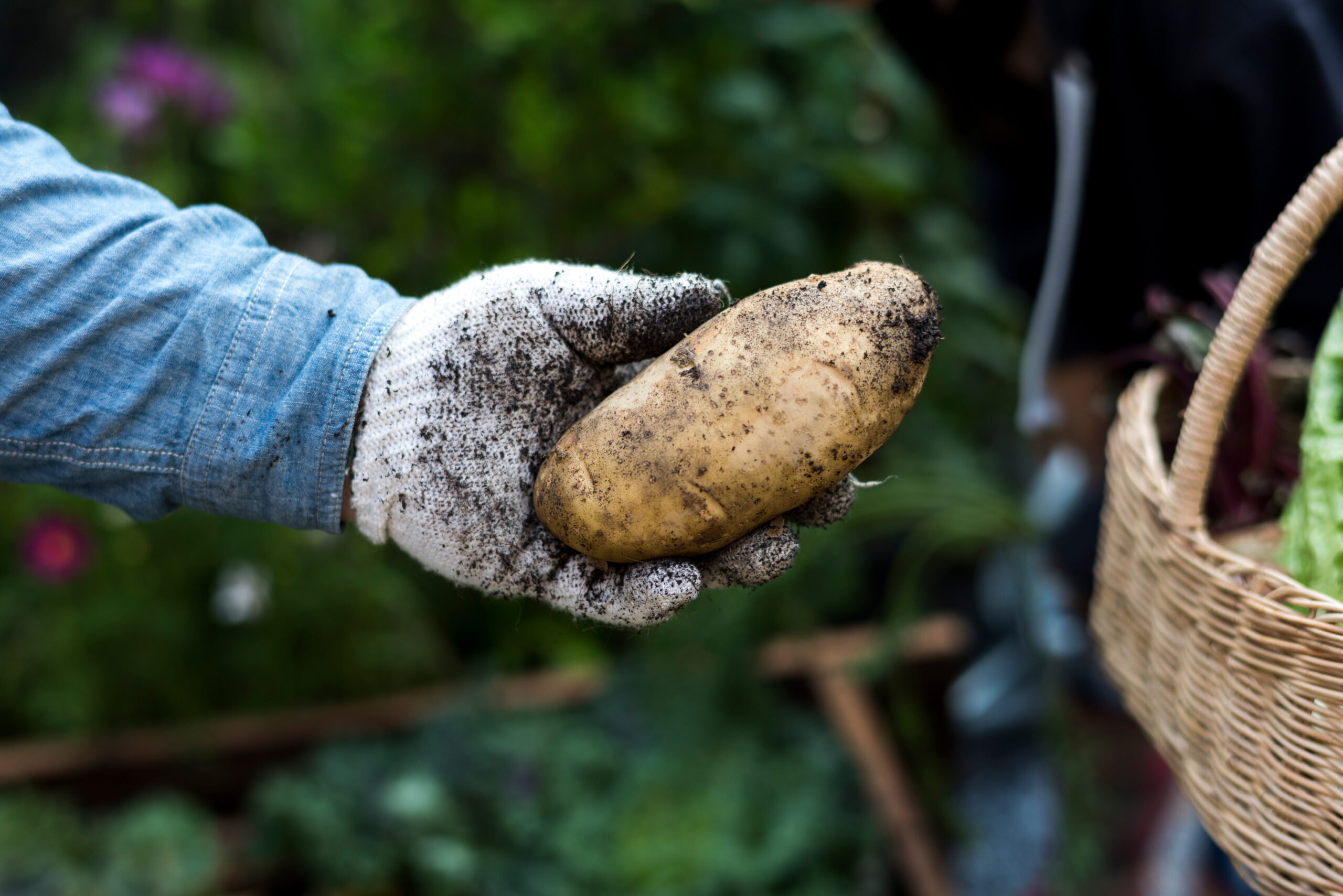 A single potato, fresh from the field, is held by a dirt-covered hand