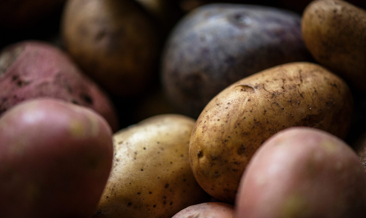 A variety of white, red and purple potatoes
