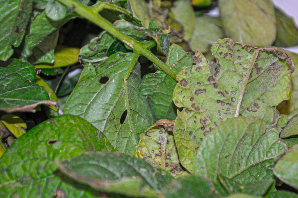 Early Blight and White Mold: Two Devastating Diseases, One Right Decision