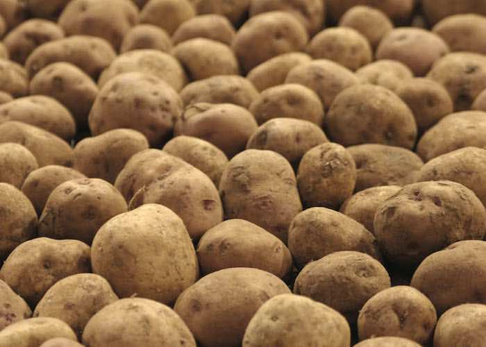 Do These 3 Things to Protect Your Potatoes from Nematodes