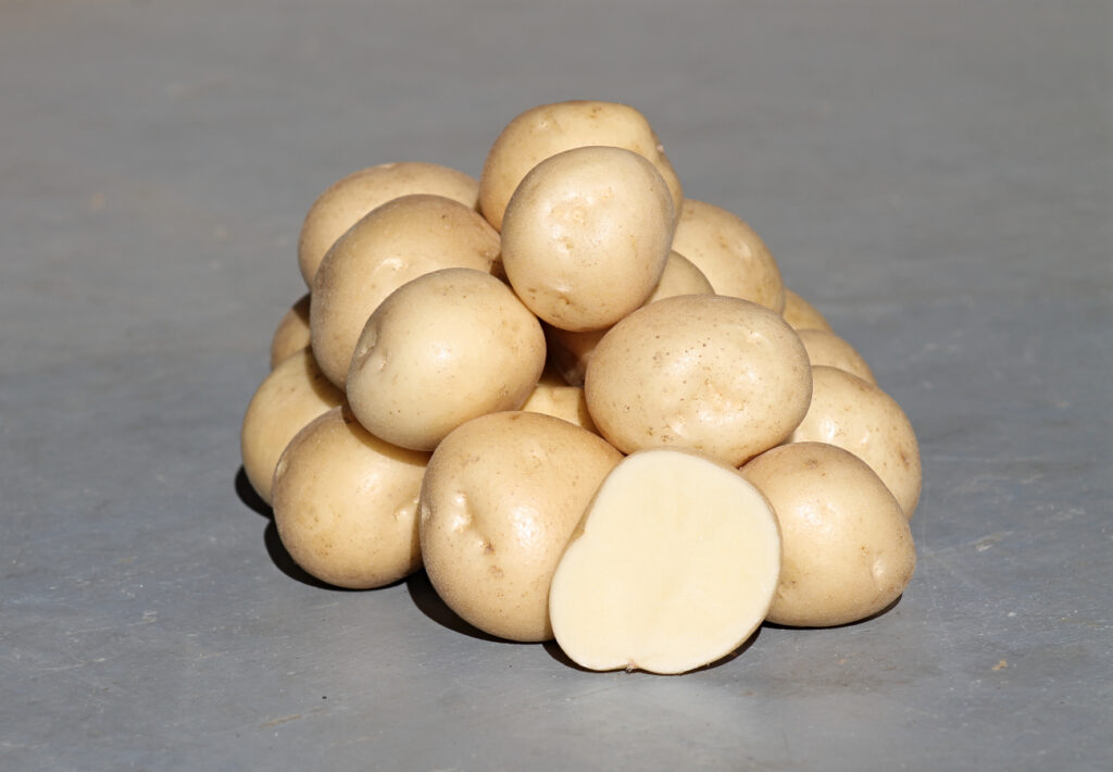 Cultivar Corner: AAC Hamer good for fresh white market, suitable for chipping