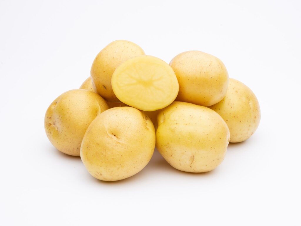 Cultivar Corner: Malou shows good resistance to key diseases