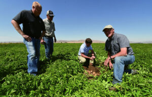 Lance Funk, Neil Gudmestad, Raegan Grabner and Milt Carter check on a set of Inate seed potatoes at the Holbrook, Idaho, site.