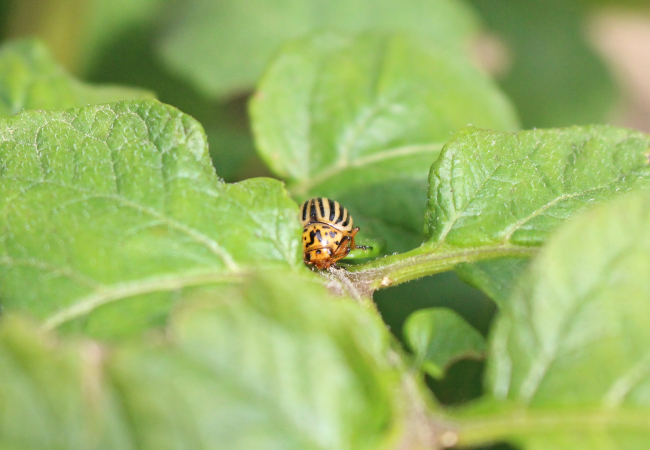 Colorado potato beetle insecticide resistance requires vigilance, stewardship