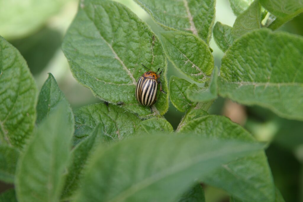 Non-neonicotinoids helpful in combating Colorado potato beetle