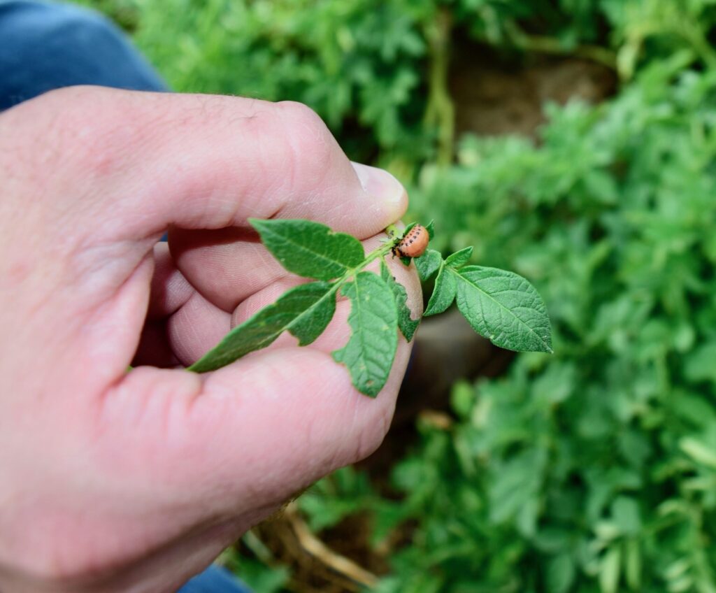Protecting potato yields