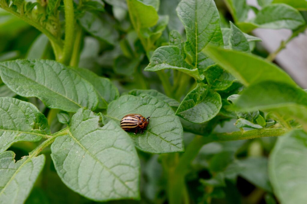 Battling the toughest pests in 2025 and beyond