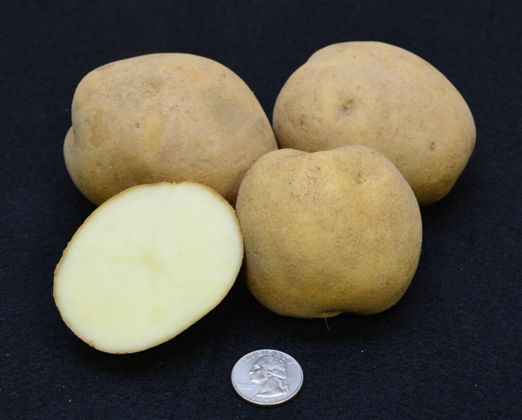 Cultivar Corner: Mackinaw shows resistance to PVY, late blight