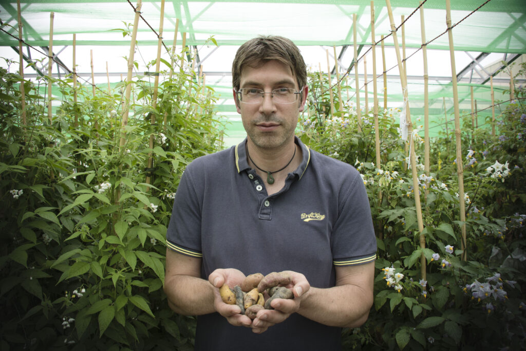 Wild genetics key to conveying potato disease resistance