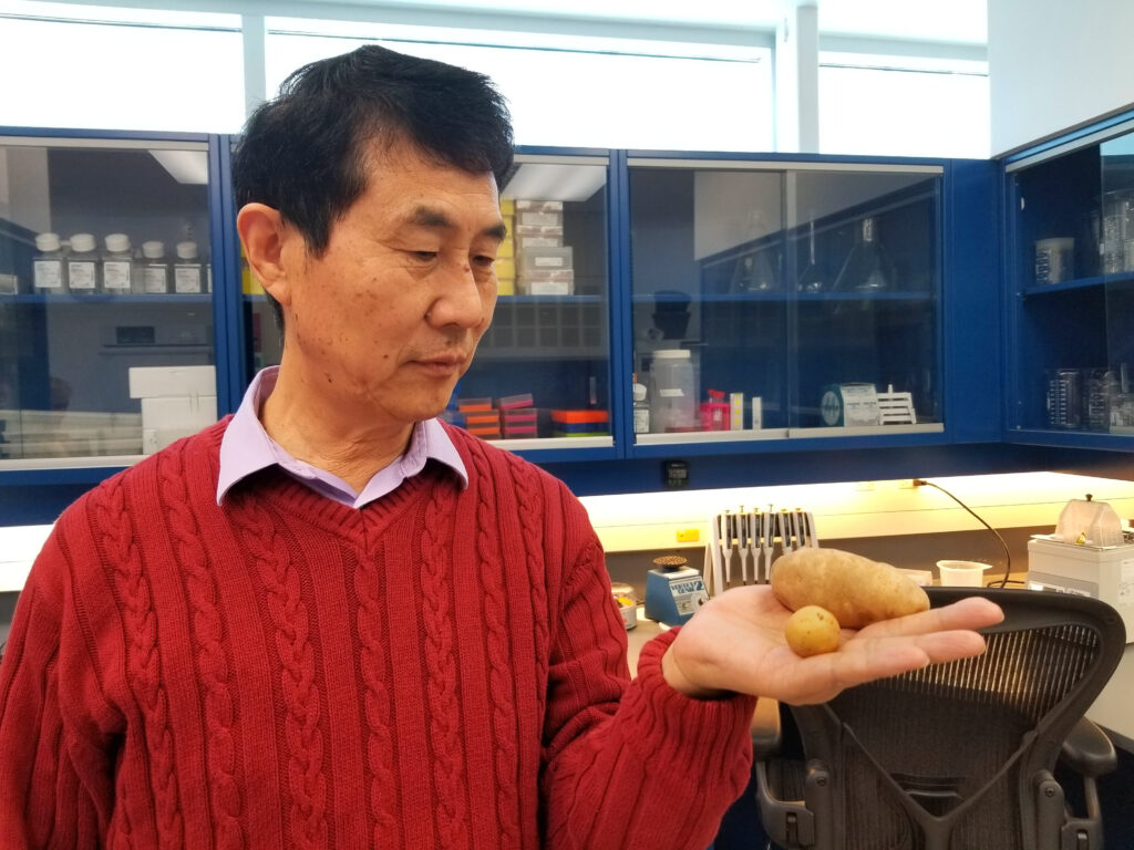 Rising temps have Canadian researcher studying heat stress in potato plants