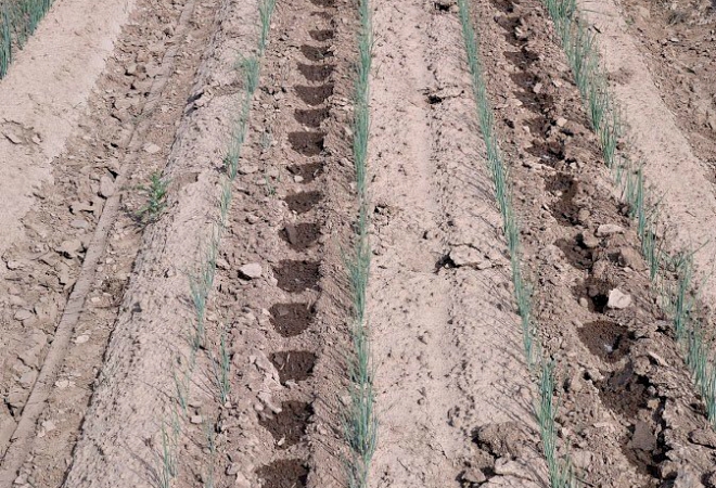 Drip, VRI, drones among advancements in irrigation