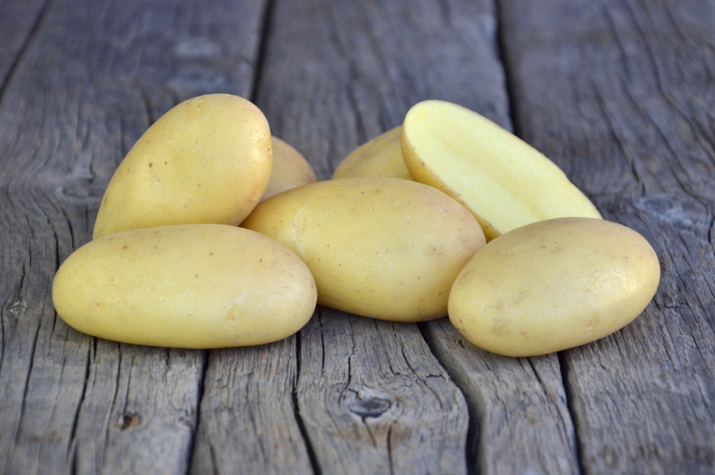 Cultivar Corner: Erika’s traits include common scab, black dot resistance and cooking profile