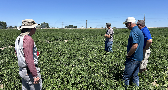 A group of people stand in a potato field, surveying the crop.