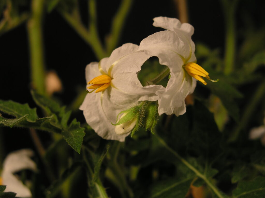 The future of pale cyst nematode control