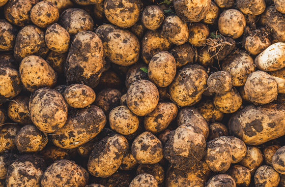 Seed Treatments and Beyond to get Your Potatoes Off to a Strong Start