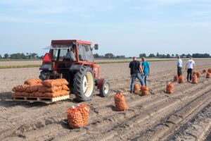 Potato Harvest