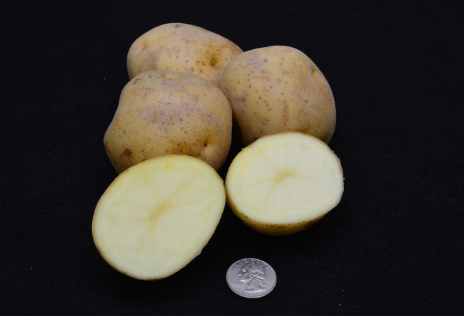 Cultivar Corner: Huron Chipper has strong tolerance to common scab