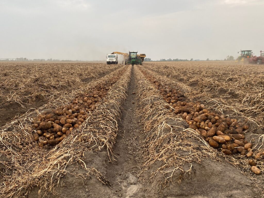 Potato growers to see warm, dry conditions during September, NWS forecasts