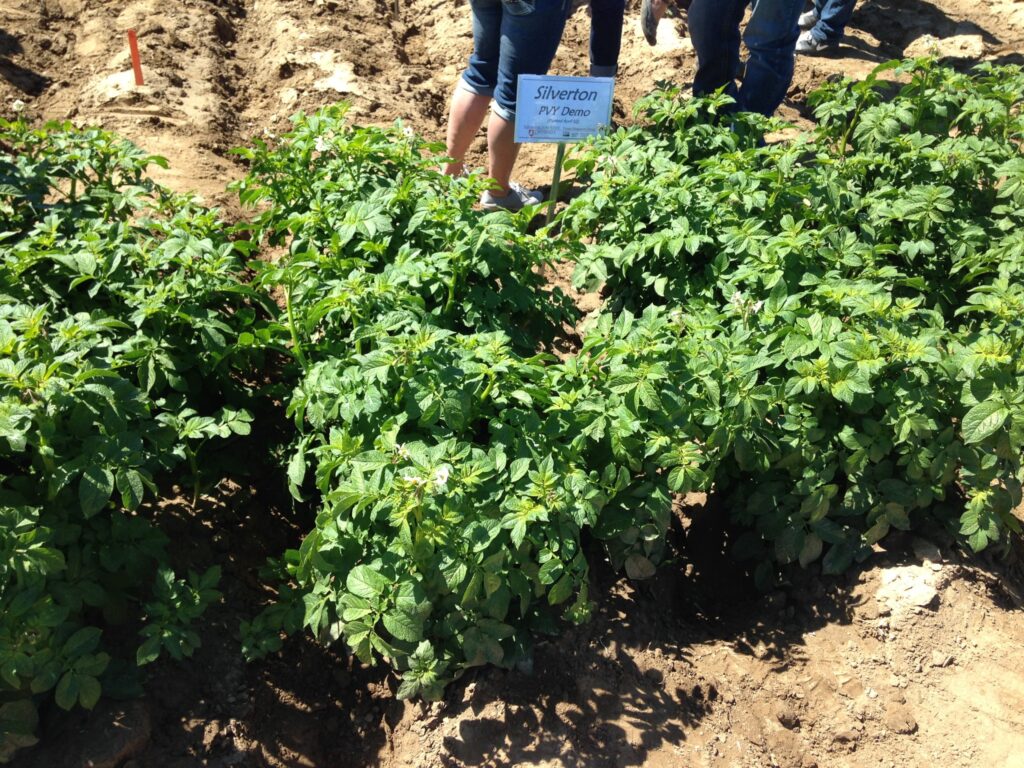 PVY research protects seed, prepares growers