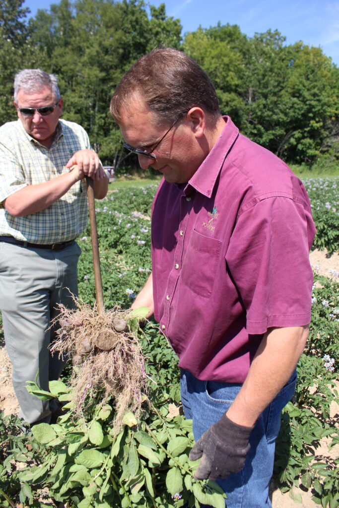 Harvest update: Rain slowing progress in key potato-growing regions