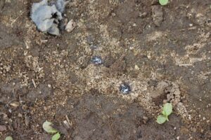 Charred remains of weeds Carbon Robotics