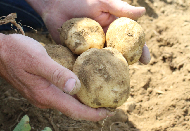 Maine crop coming into form, in spite of dry conditions