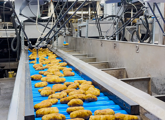 Potatoes roll down a sorting line