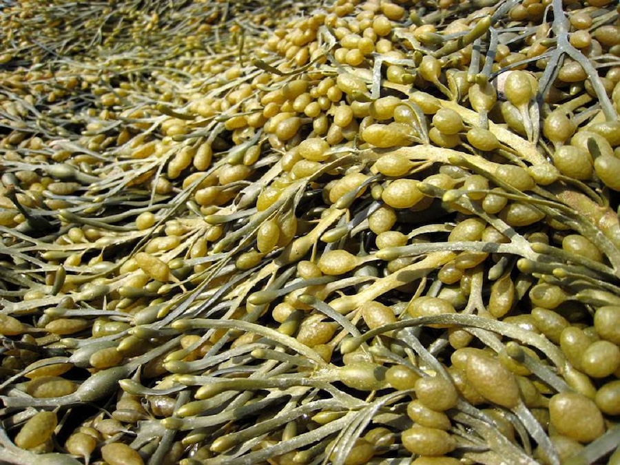 New seaweed-derived biostimulant aims to improve plant health, vigor