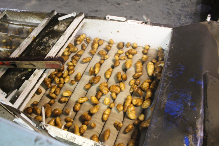 Kitchen Farms on quest for the best potato