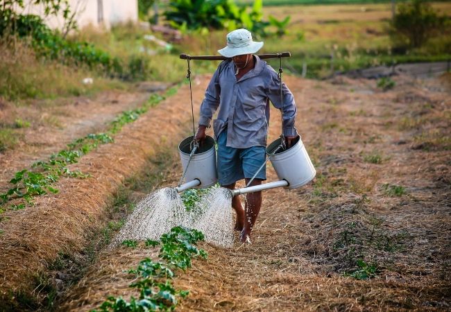 USDA releases Farm Labor Survey, previews AEWR rate increases