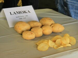 Lamoka-Gold-Dust-Walker-Farms