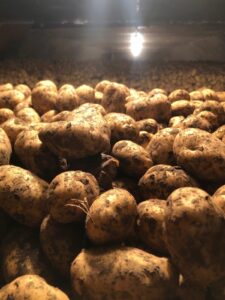 Potatoes return to list of produce testing positive for pesticide residue