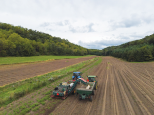 Two tractors harvest row of potatoes