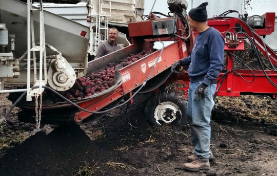 Rain shuts down Red River Valley harvest