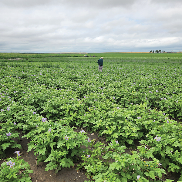 USDA estimates drop in US potato production for 2025