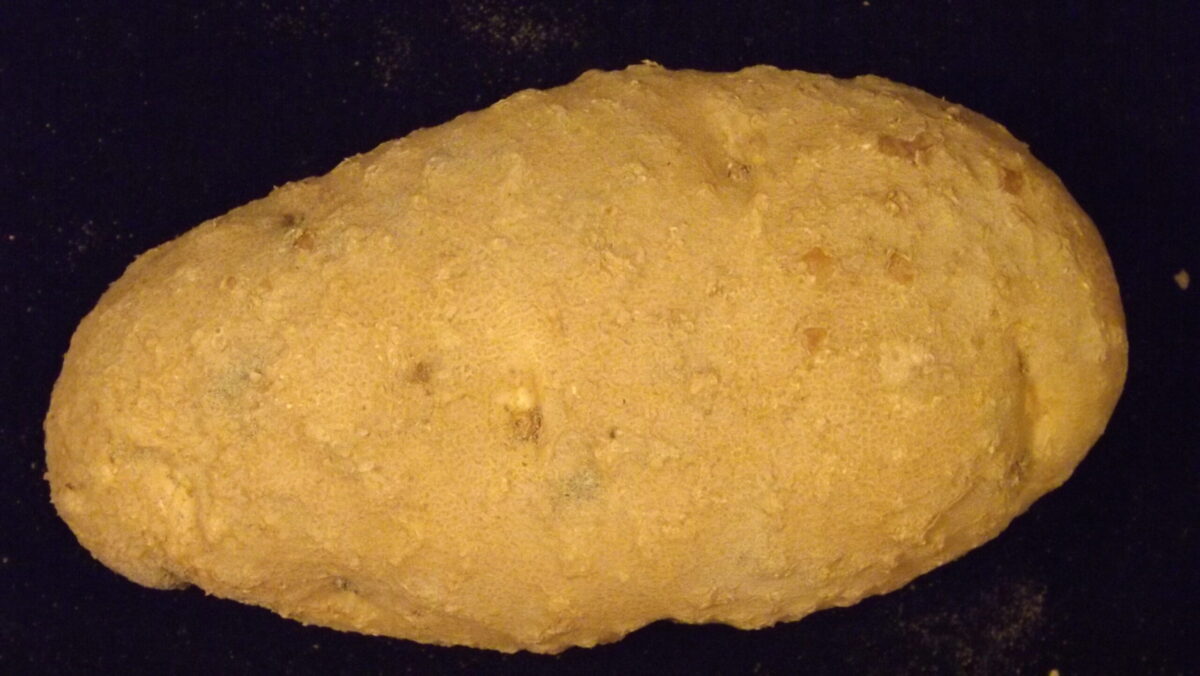 Tuber infected with root-knot nematodes. Photo: Cynthia Gleason