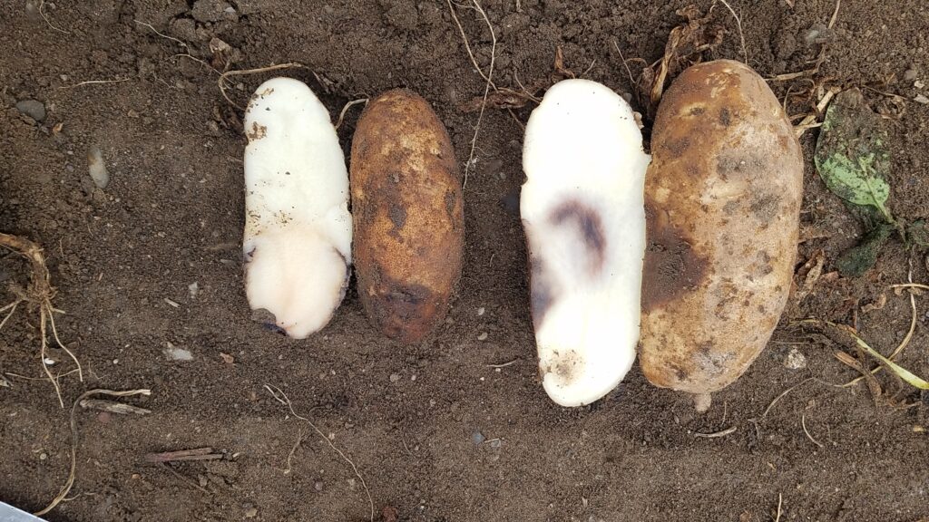 Improving phosphite performance for pink rot control