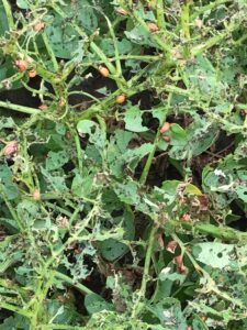 Figure 3: Damage caused by the Colorado potato beetle.