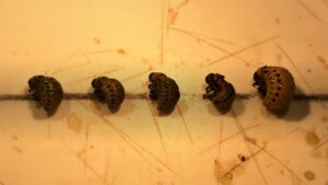Larva of the Colorado potato beetle affected after feeding on plants sprayed with elicitors. Larva on the right was sprayed with water; the rest with different elicitors.