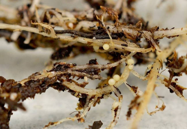 Arming against the pale cyst nematode threat