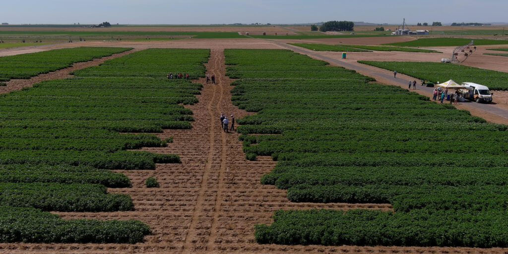 Potato Virus Y (PVY) Update: The good and the bad