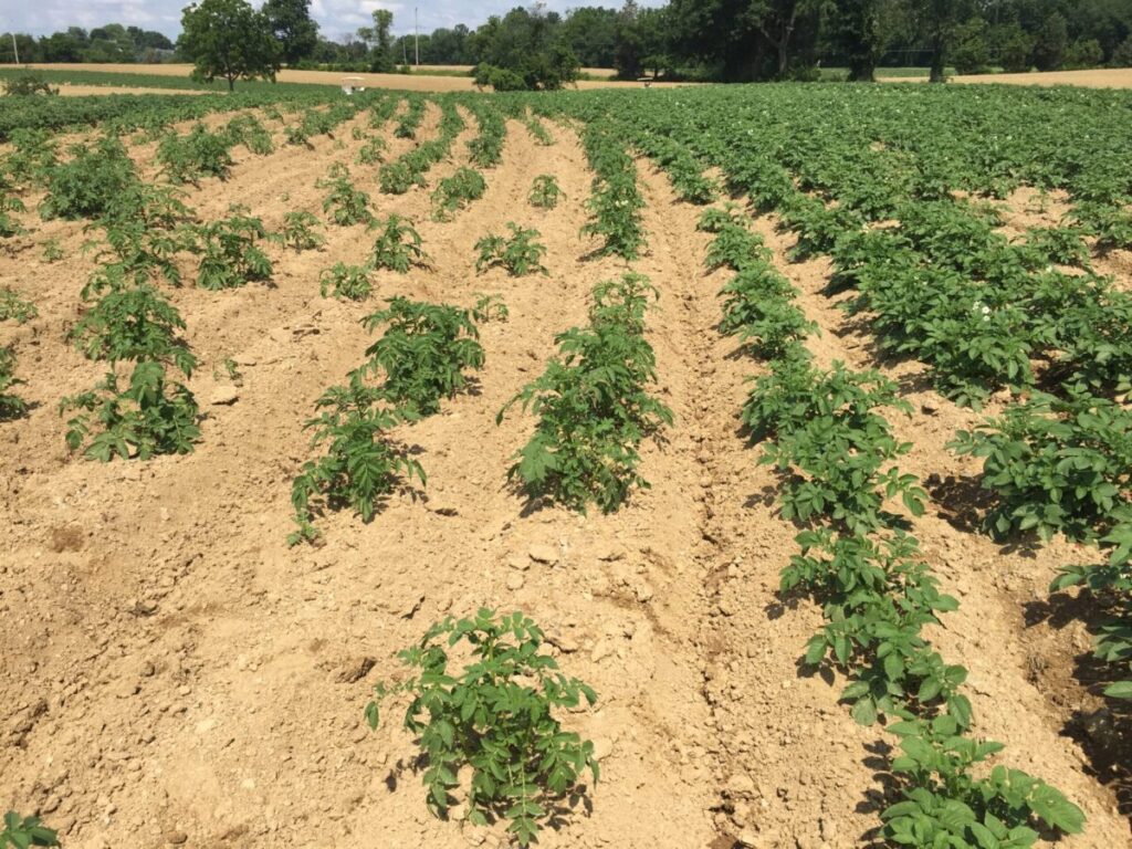 Digging up answers to disease uptick