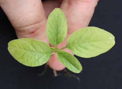 Palmer amaranth confirmed in North Dakota