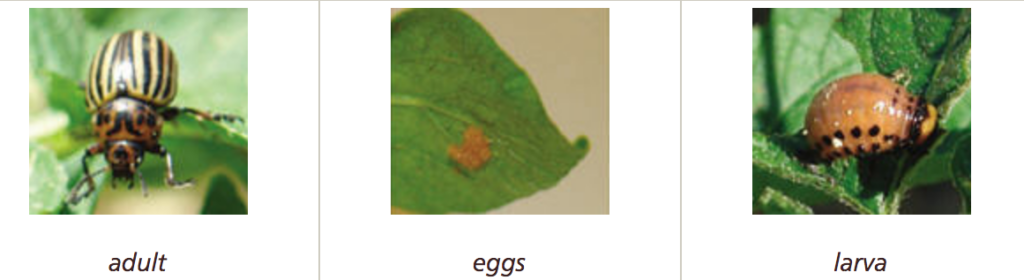 Insecticide resistance in Colorado potato beetles