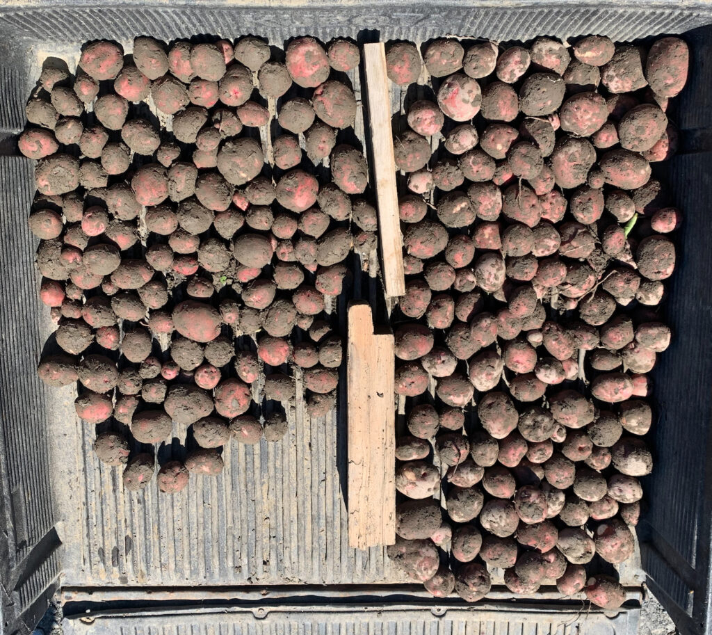 Revolutionizing nitrogen-fixing bacteria in potatoes and other crops