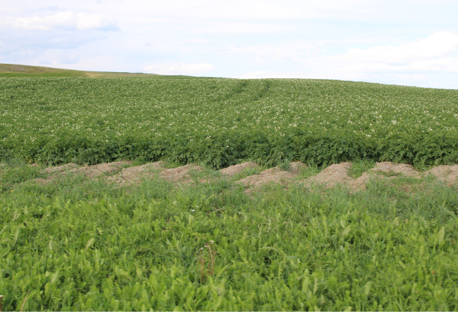 Inside the Industry: Potato rotations