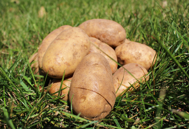 Side dressing potatoes with potassium nitrate fertilizer helps improve tuber performance