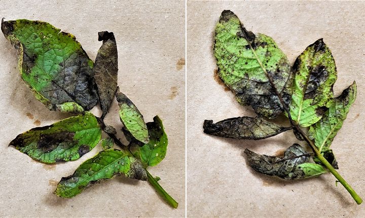 MSU’s late blight-wild species potato project among NIFA grants