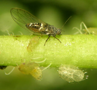 First potato psyllid of the season found in Idaho