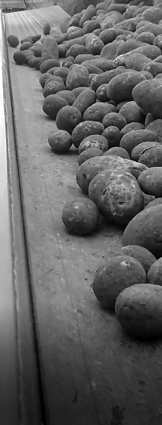 Right conveyor belt can be key in potato storing process